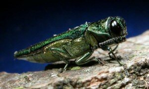 Ash Borer Beetle